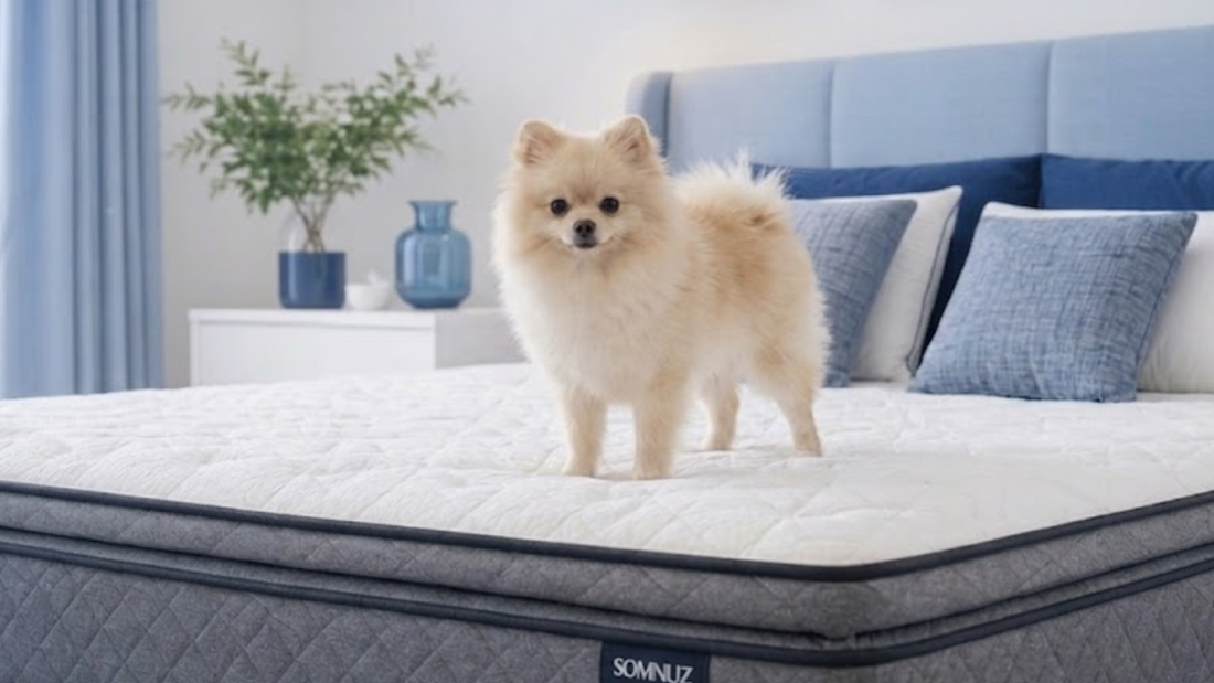 how to remove dog pee from mattress